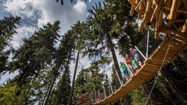 Ve stromech najdete hnízda čápa černého